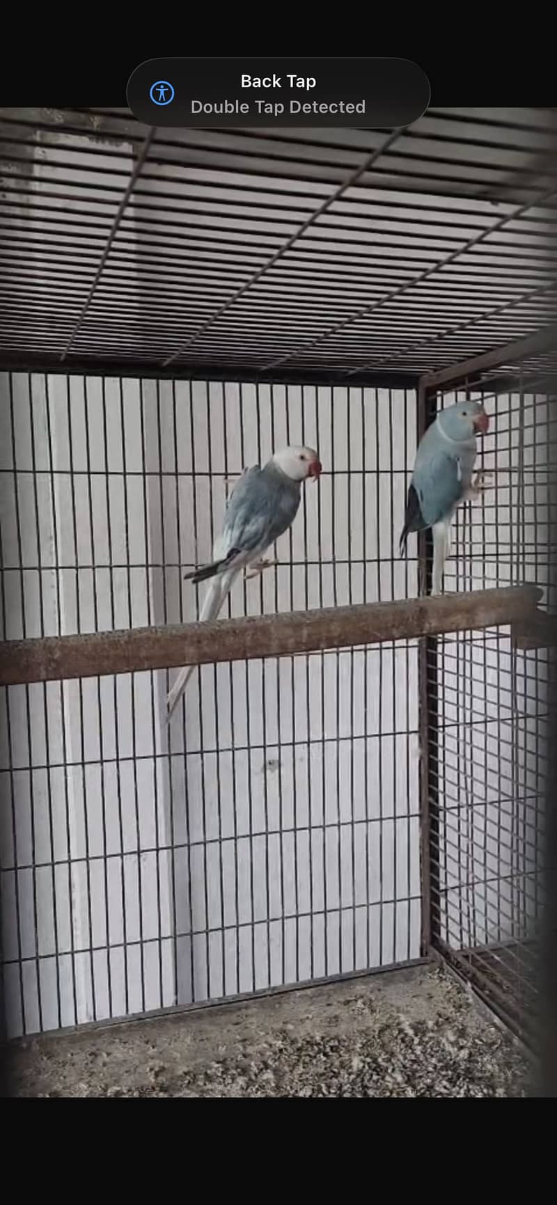 BLUE CT PAIR 1