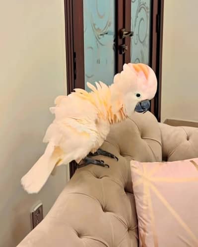 Moluccan cockatoo