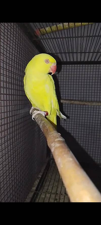 breeder female