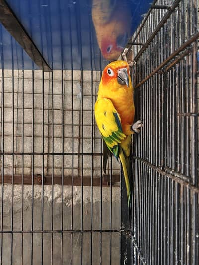 sun conure, golden mantled rosella, green cheek conure, llow cockatiel