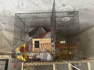 BIRDS CAGES FOR SALE