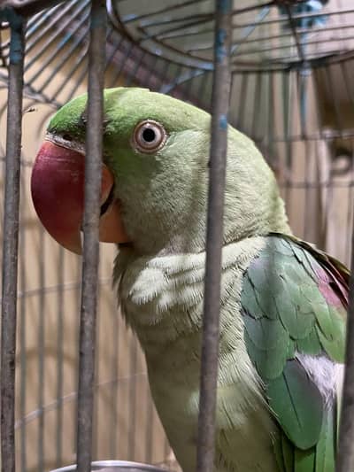 raw parrot Pahari( kashmiri Alexander)