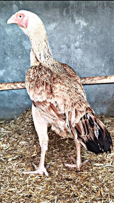 Shamo Breeder Maadi