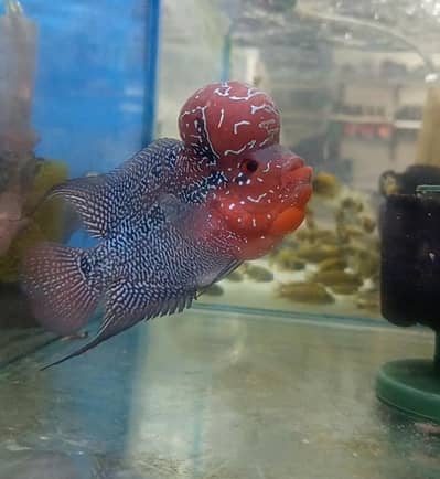 Fishes In Reasonable Rates New Stock ( Latest One ) 03705102067