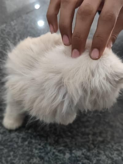 Persian cat baby 1 pair and 1 male total 3