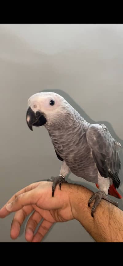 African Grey Parrot Chick / baby Bird 03271249909