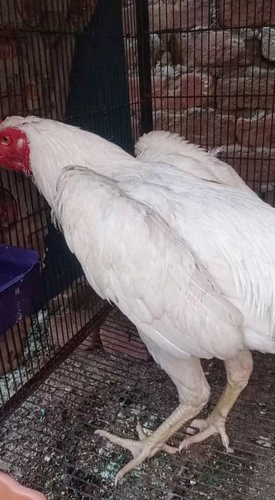 aseel oh shamo white bredar male 30k xcang parot beak chick 3017104771