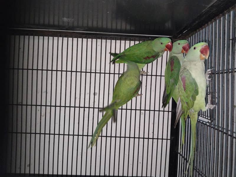Raw parrots 1