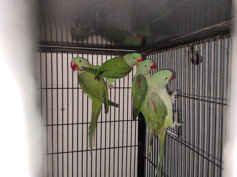 Raw parrots 2