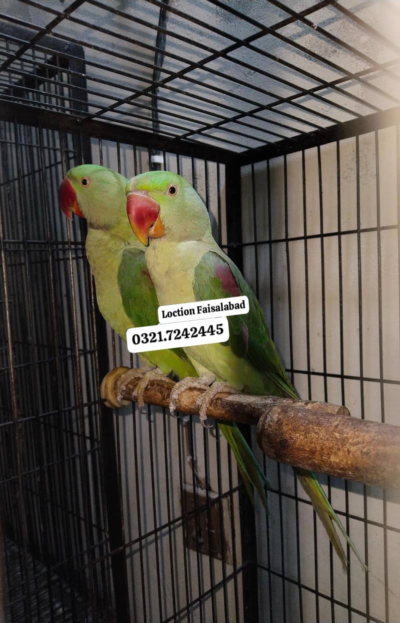 Raw parrots 3