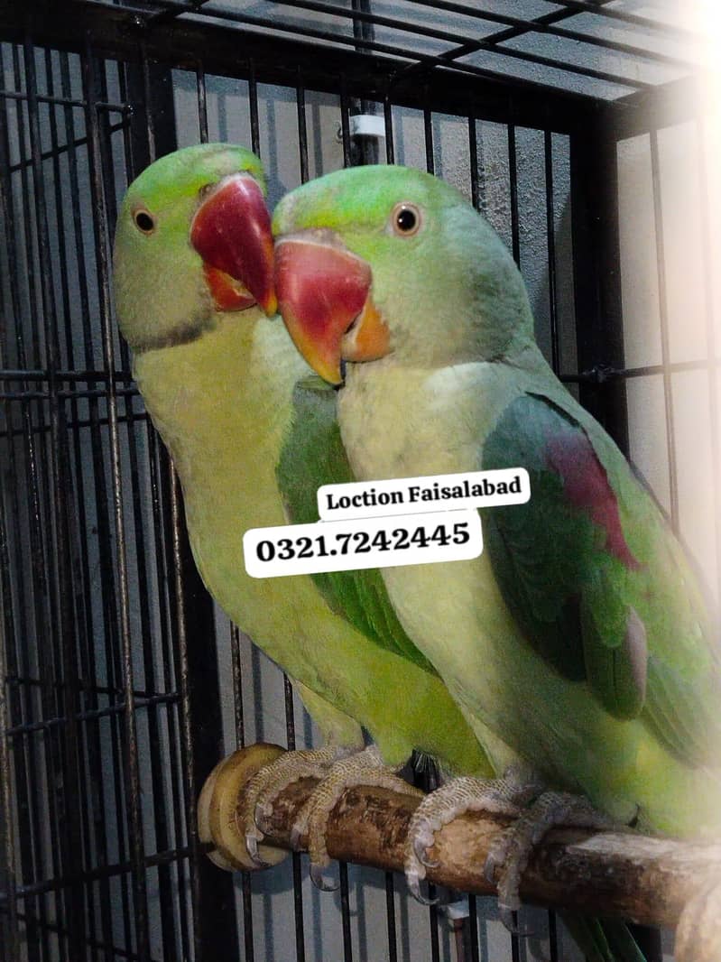 Raw parrots 4