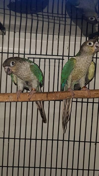 blue torquoise wfwc pair with dna 0321/44/35/484