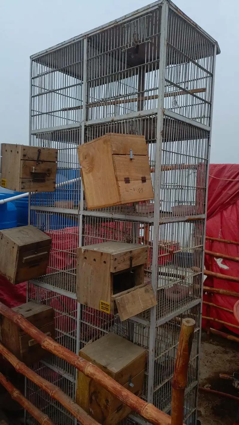 10 portions heavy duty cage