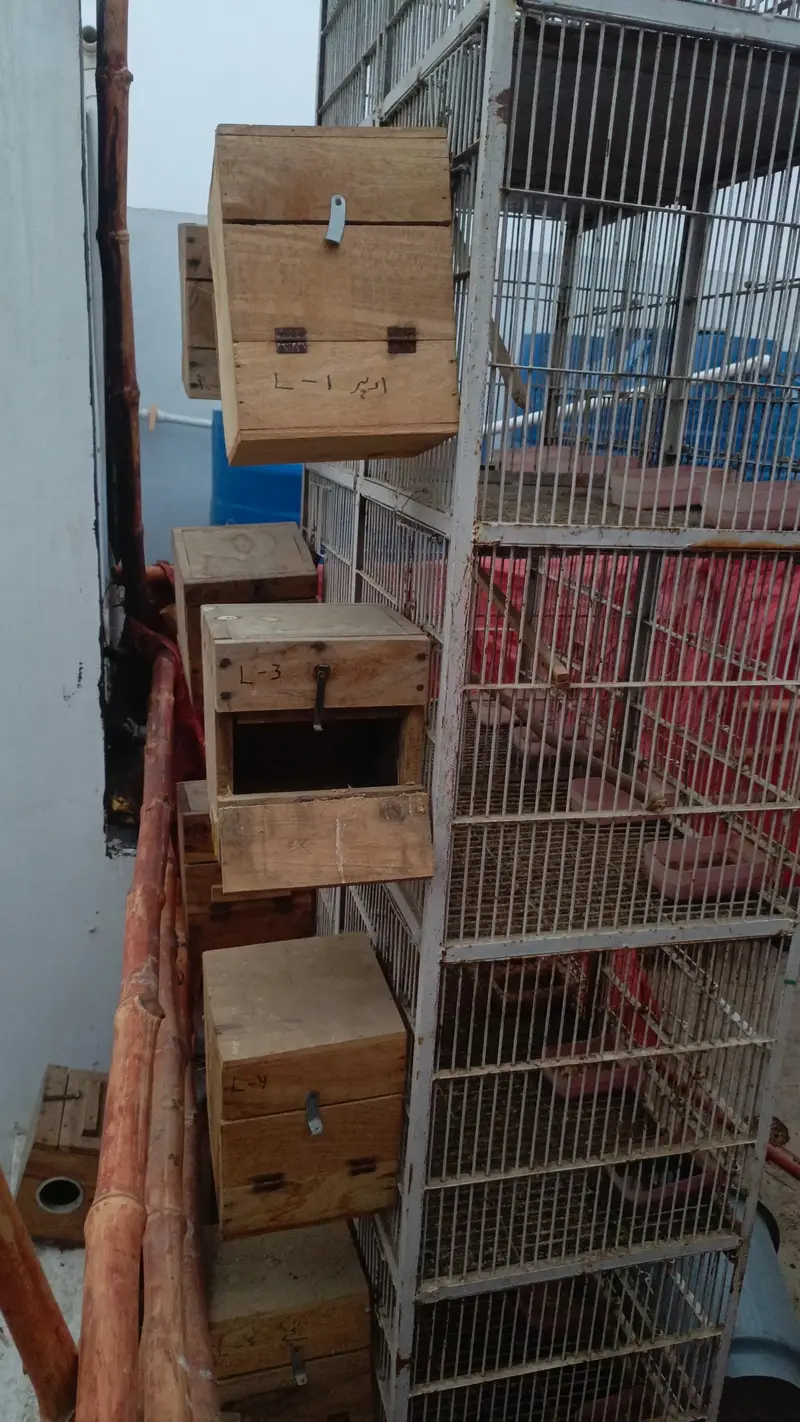 10 portions heavy duty cage — photo 6