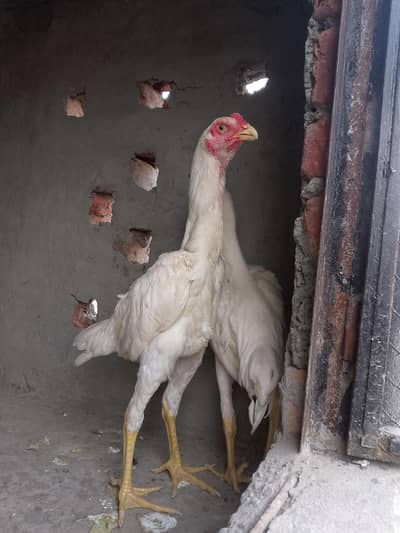 white German oh shamo pair