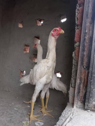 white German shamo pair
