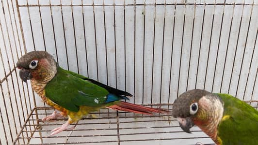 green chick canure urgent sale