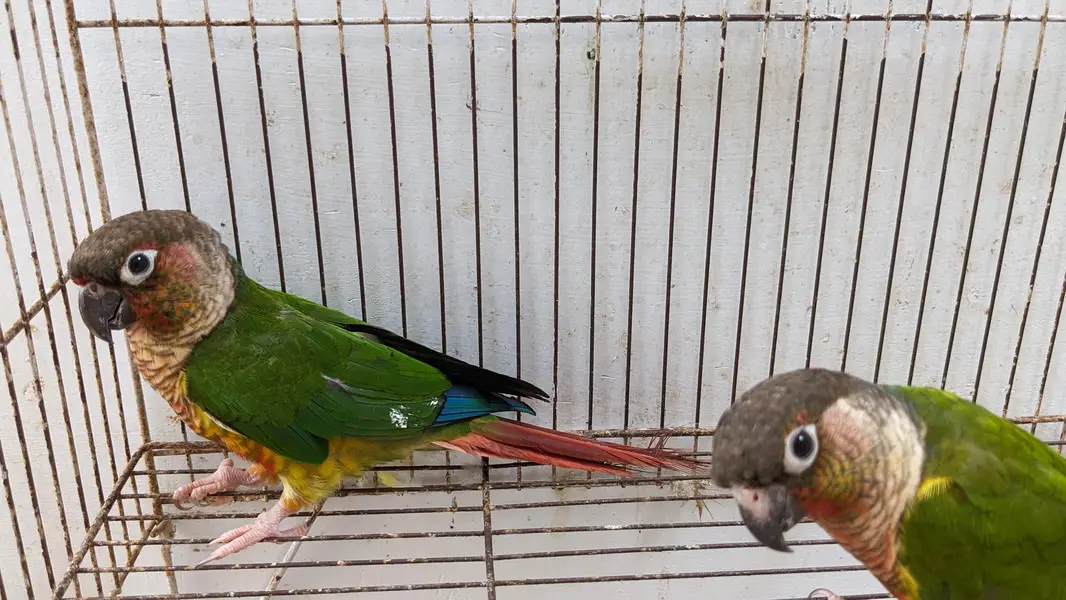 green chick canure urgent sale