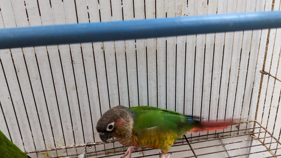 green chick canure urgent sale — photo 2