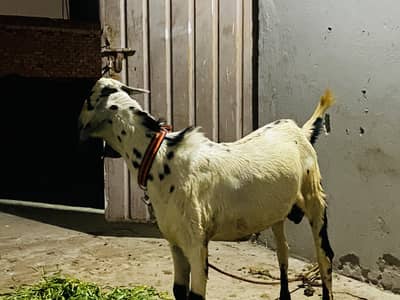 Deegi Bakra For Sale.