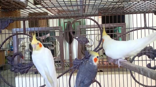 cocktail parrot  pair and young