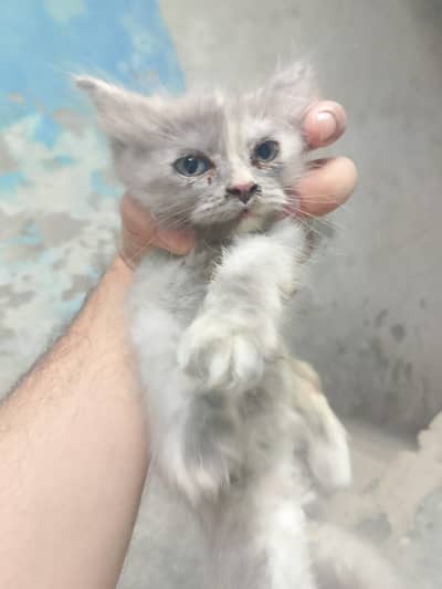 Kitten for Sale