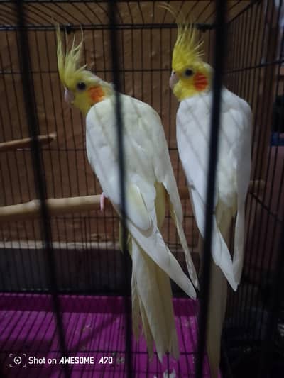 Cream Cockatiel Breeder pair
