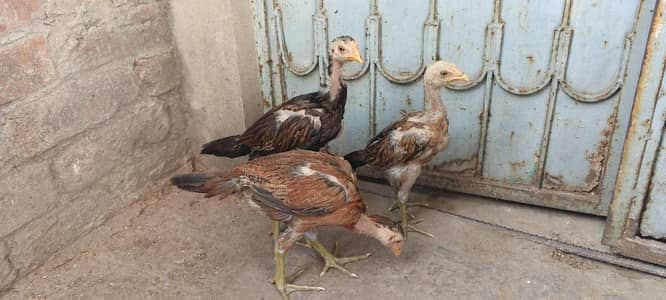 Pure Bermi| Bermi Set | Burmi |Bermi Chicks | Bermi| Bermi Patha | Ber