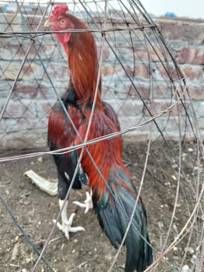 Aseel mianwali murgha (Lakha) for sale (03044329754)