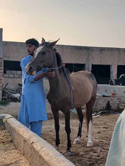Desi ghori age 4 years for sale hight 59.5 inch