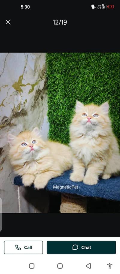 Persian cat for sale male or female my WhatsApp number3313091788