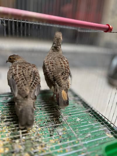 Pure Dakhni Pair