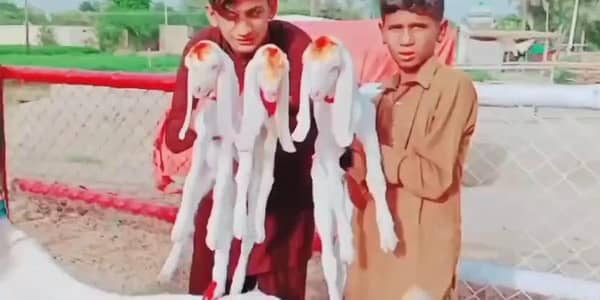 gulabi Bakri for Sale 03265448901