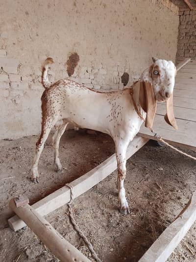desi Bakra for sale 03481743426