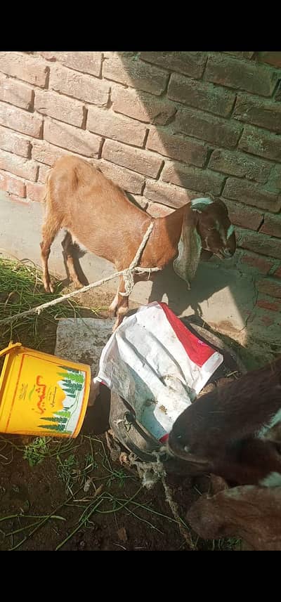 taddi bakri contact number 03066296245 price 25000