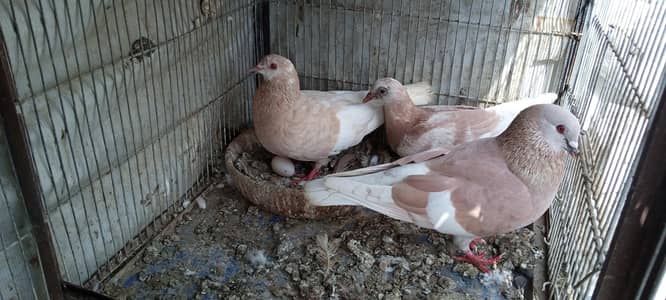 Gulabi and Zard Pair