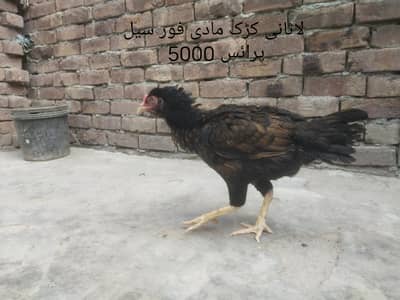 Lasani bachy pair and madi for sale