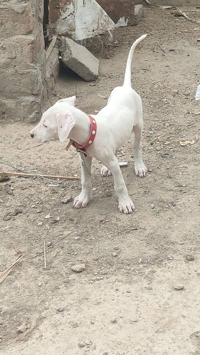 Bully dog puppy