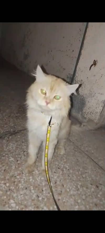Persian Cat for sale