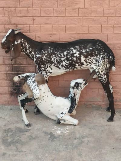 Goats for sale