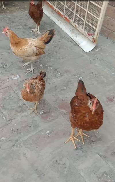 Murghy for sale