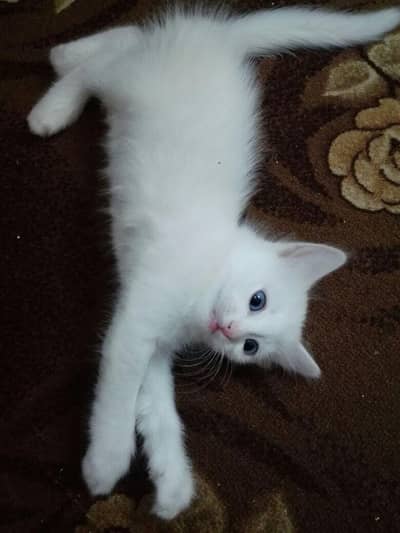 WHITE SINGLE COATED PERSION BLUE EYES CAT