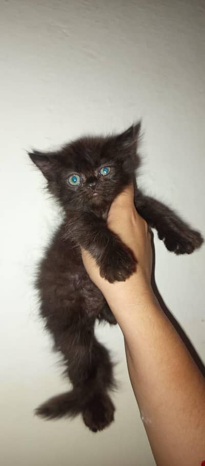 Triple Coated Fluffy Punch Face Black pershian kitten Blue eyes