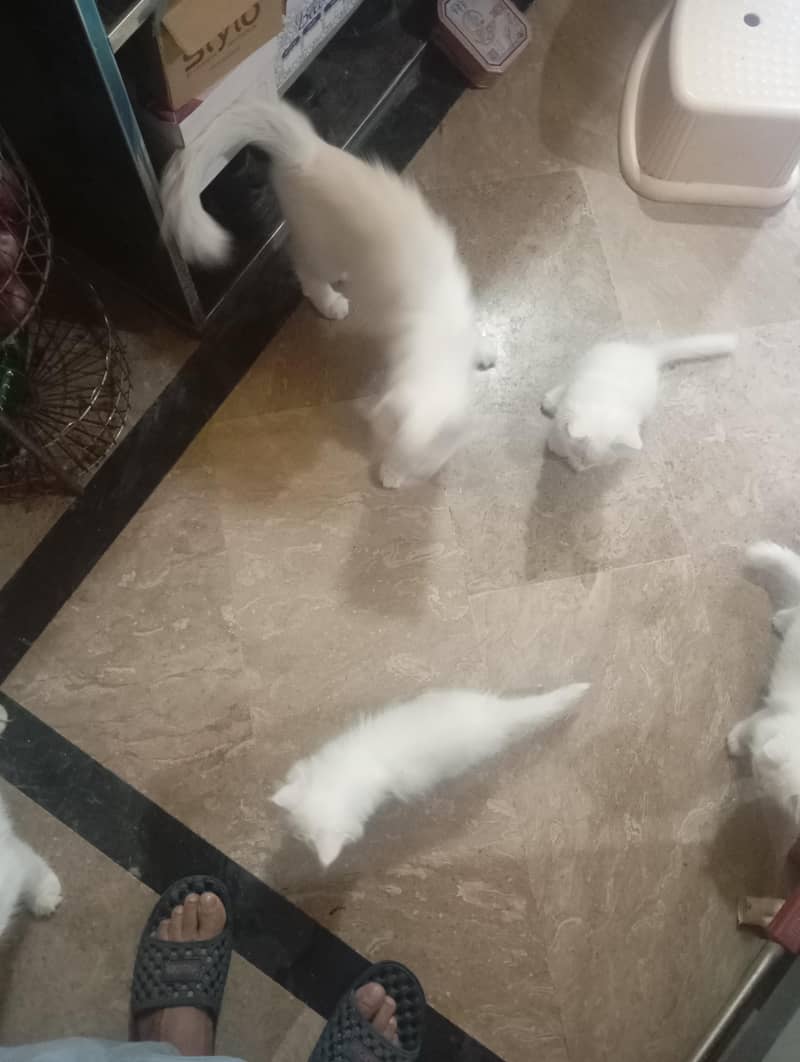 بہترین کیٹس بڑی چھوٹی بچے ایک براون 3 سفید ٹرینڈ 2
