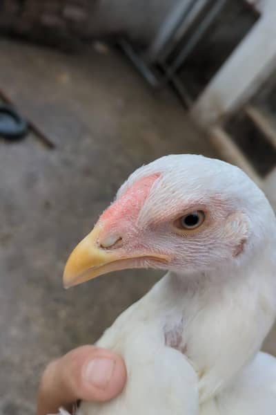 heera chicks /heera aseel /heera male / heera female / heera aseel