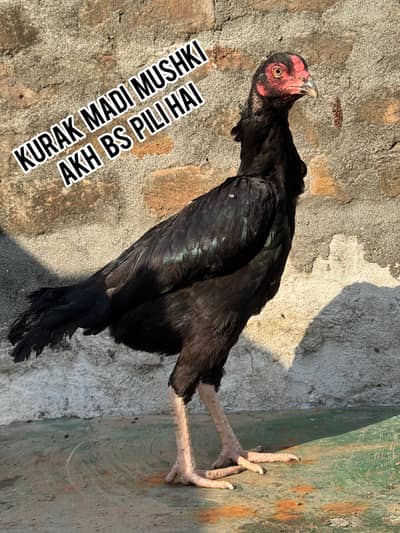 Aseel madi 3 1kurak 1 Andy dy rahi hai