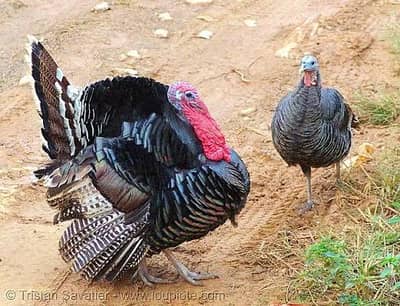 All colors turkey available white,black, pied