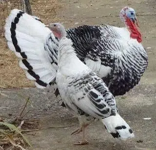 All colors turkey available white,black, pied — photo 3