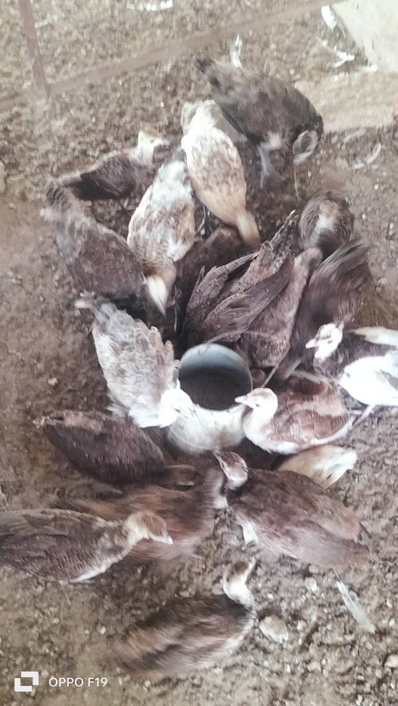 peacock chiks 0