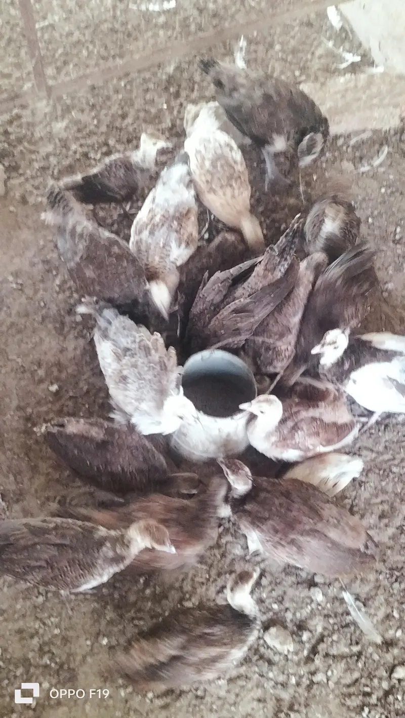 peacock chiks